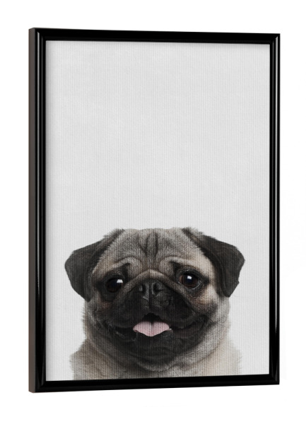 Poster mit schwarzem Rahmen "Little Pug" artboxONE - Natur,Tiere - Tier,Süß,Puppy,Hund,Mops