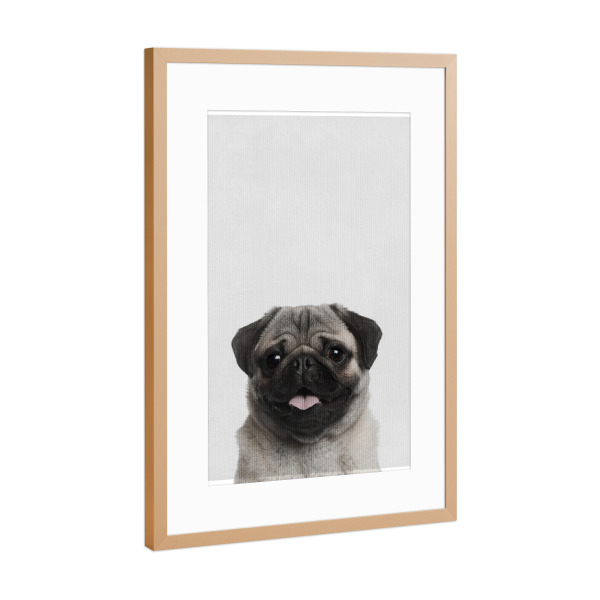 Poster mit Rahmen Kupfer "Little Pug" artboxONE - Natur,Tiere - Tier,Süß,Puppy,Hund,Mops
