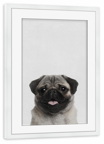 Poster mit Rahmen weiß "Little Pug" artboxONE - Natur,Tiere - Tier,Süß,Puppy,Hund,Mops