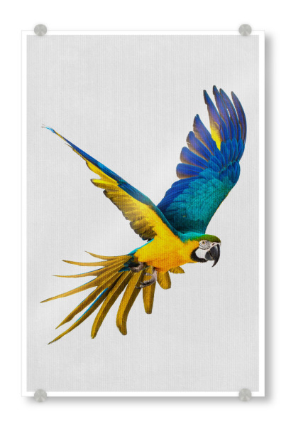 Acrylglasbild "Little Parrot" artboxONE - Natur,Tiere - Tier,Süß,Parrot