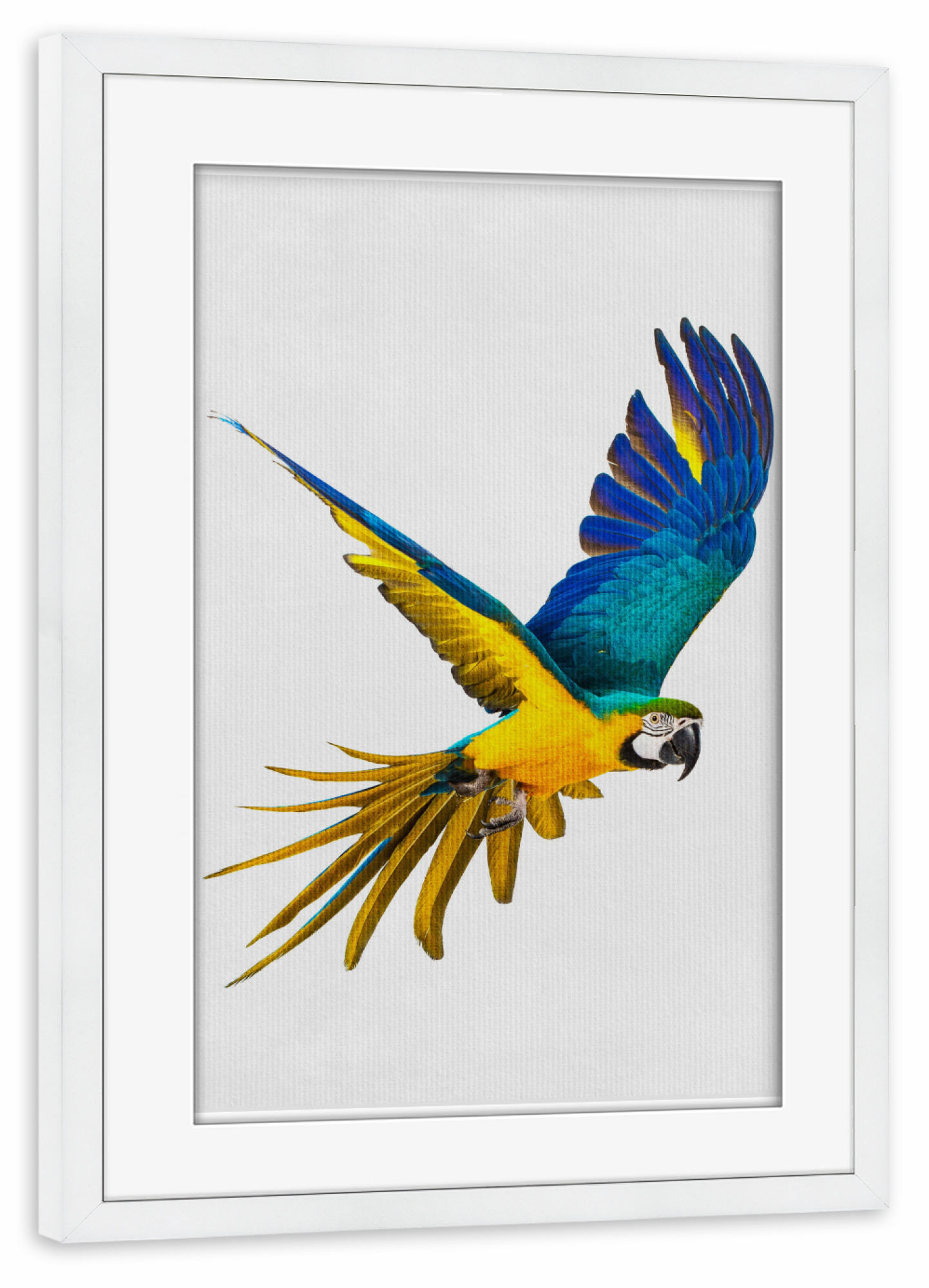 Poster mit Rahmen weiß "Little Parrot" artboxONE - Natur,Tiere - Tier,Süß,Parrot