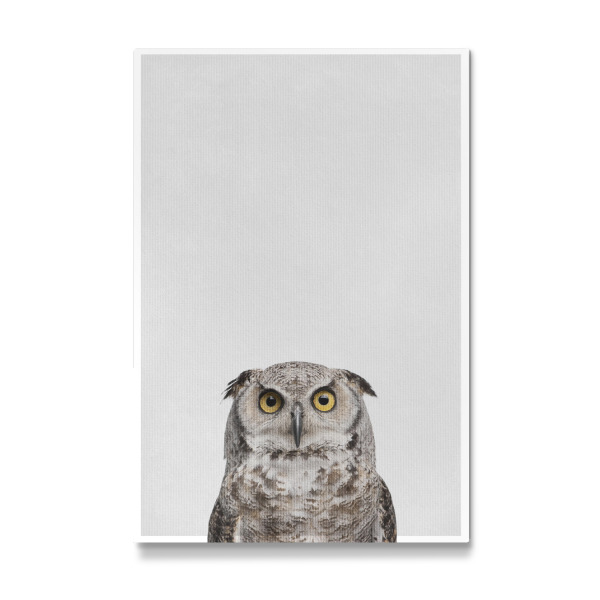 Galerie-Print "Little Owl" 30x20 cm artboxONE