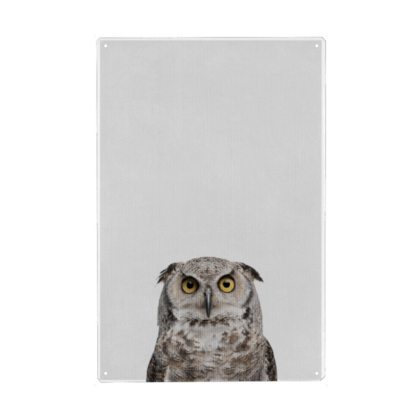 Metall Poster "Little Owl" artboxONE - Natur,Tiere - Tier,Süß,Eule - Blechschild
