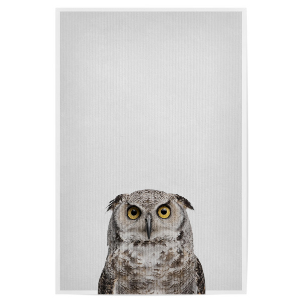 Poster "Little Owl" artboxONE - Natur,Tiere - Tier,Süß,Eule