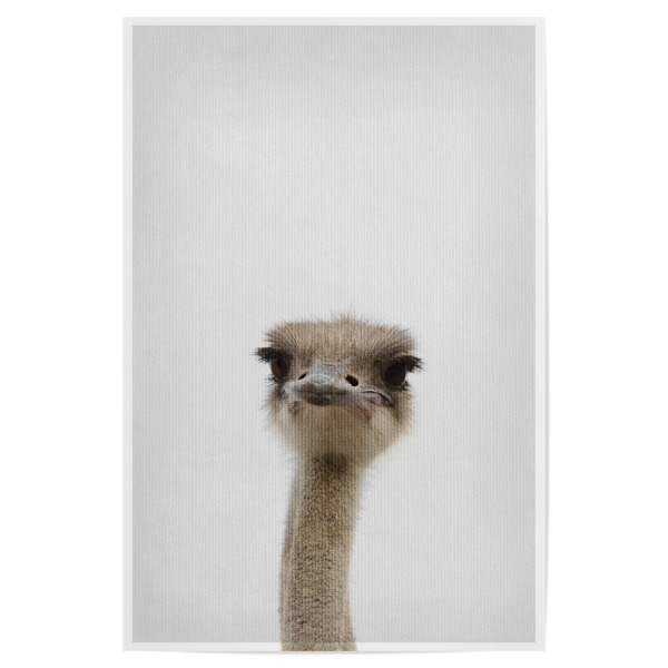 Poster "Little Ostrich" artboxONE - Natur,Tiere - Tier,Süß,Strauß