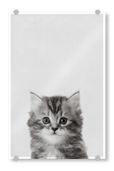 Acrylglasbild "Little Kitty" artboxONE - Natur,Tiere - Tier,Süß,Kitty,Katze