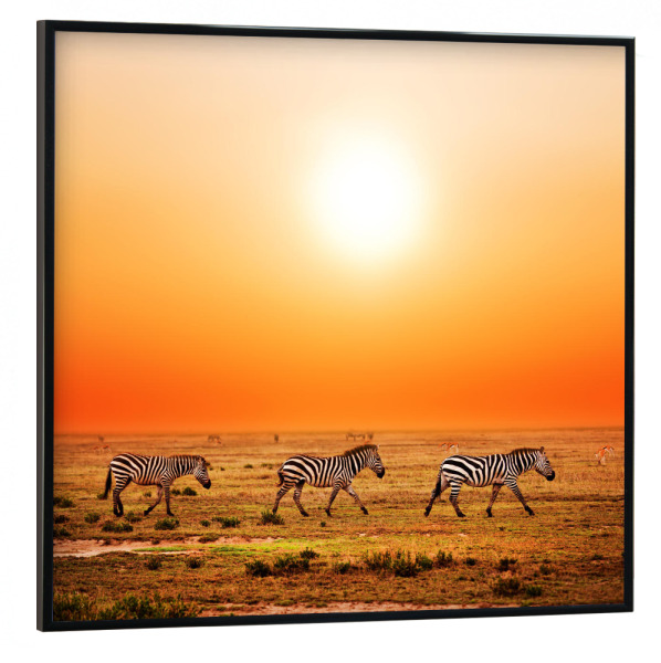 Poster mit schwarzem Rahmen 30x30 cm "Zebras at sunset" artboxONE - Tiere,Reise / Afrika - Zebra,Afrika,Savanne,Tiere,Urlaub,Kontinent