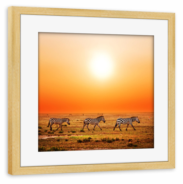 Poster mit Rahmen kiefer "Zebras at sunset" artboxONE - Tiere,Reise / Afrika - Zebra,Afrika,Savanne,Tiere,Urlaub,Kontinent