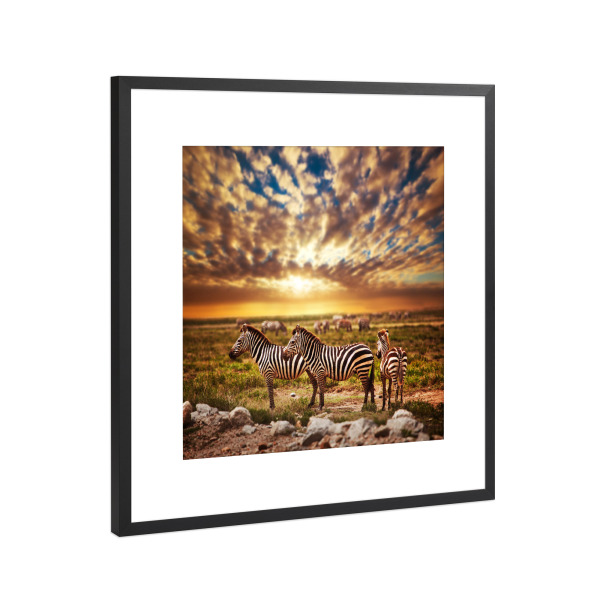 Poster mit Rahmen Schwarz (Metallic) "Zebras herd on African savanna" artboxONE - Tiere,Reise / Afrika - Zebra,Tiere,Afrika,Savanne,Safari,Tanzania