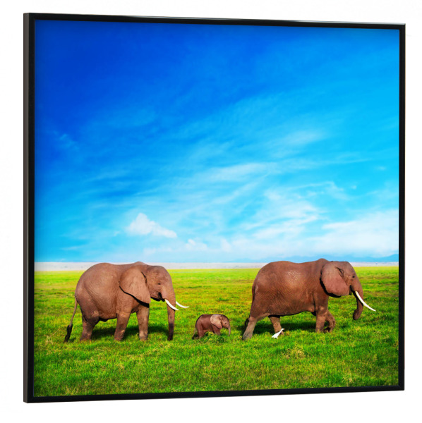 Poster mit schwarzem Rahmen 30x30 cm "Elephants family on savanna. Safari in Amboseli, Kenya, Africa" artboxONE - Tiere,Reise / Afrika