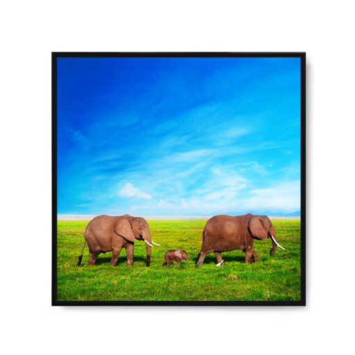 Elephants family on savanna. Safari in Amboseli, Kenya, Africa