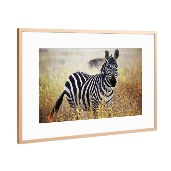 Poster mit Rahmen Kupfer "Zebra portrait on African savanna" artboxONE - Tiere,Reise / Afrika