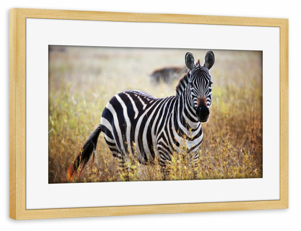 Poster mit Rahmen kiefer "Zebra portrait on African savanna" artboxONE - Tiere,Reise / Afrika