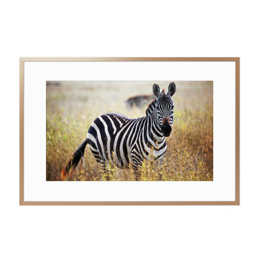 Zebra portrait on African savanna