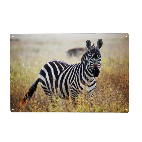Metall Poster "Zebra portrait on African savanna" artboxONE - Tiere,Reise / Afrika - Wild,Park,Zebra,Afrika,Tier,Savanne,Safari,Tanzania,Serengeti