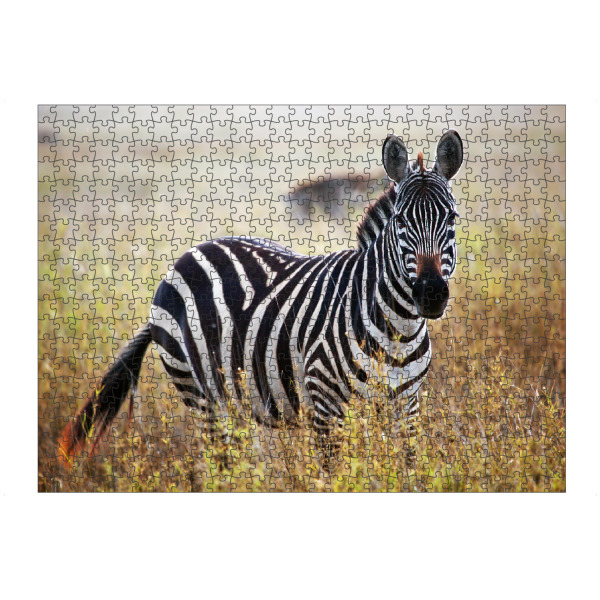 artboxONE Puzzle "Zebra portrait on African savanna" artboxONE - Tiere,Reise / Afrika