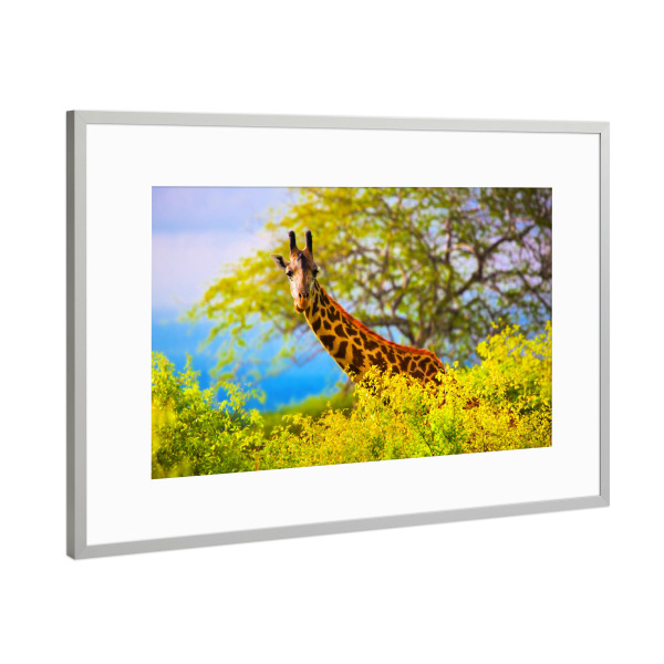 Poster mit Rahmen Silber "Giraffe in bush. Safari in Tsavo West, Kenya, Africa 2" artboxONE - Reise / Afrika - Giraffe,Tier,Afrika,Busch,Safari,Kenia