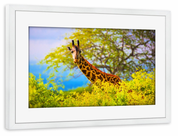 Poster mit Rahmen weiß "Giraffe in bush. Safari in Tsavo West, Kenya, Africa 2" artboxONE - Reise / Afrika - Giraffe,Tier,Afrika,Busch,Safari,Kenia