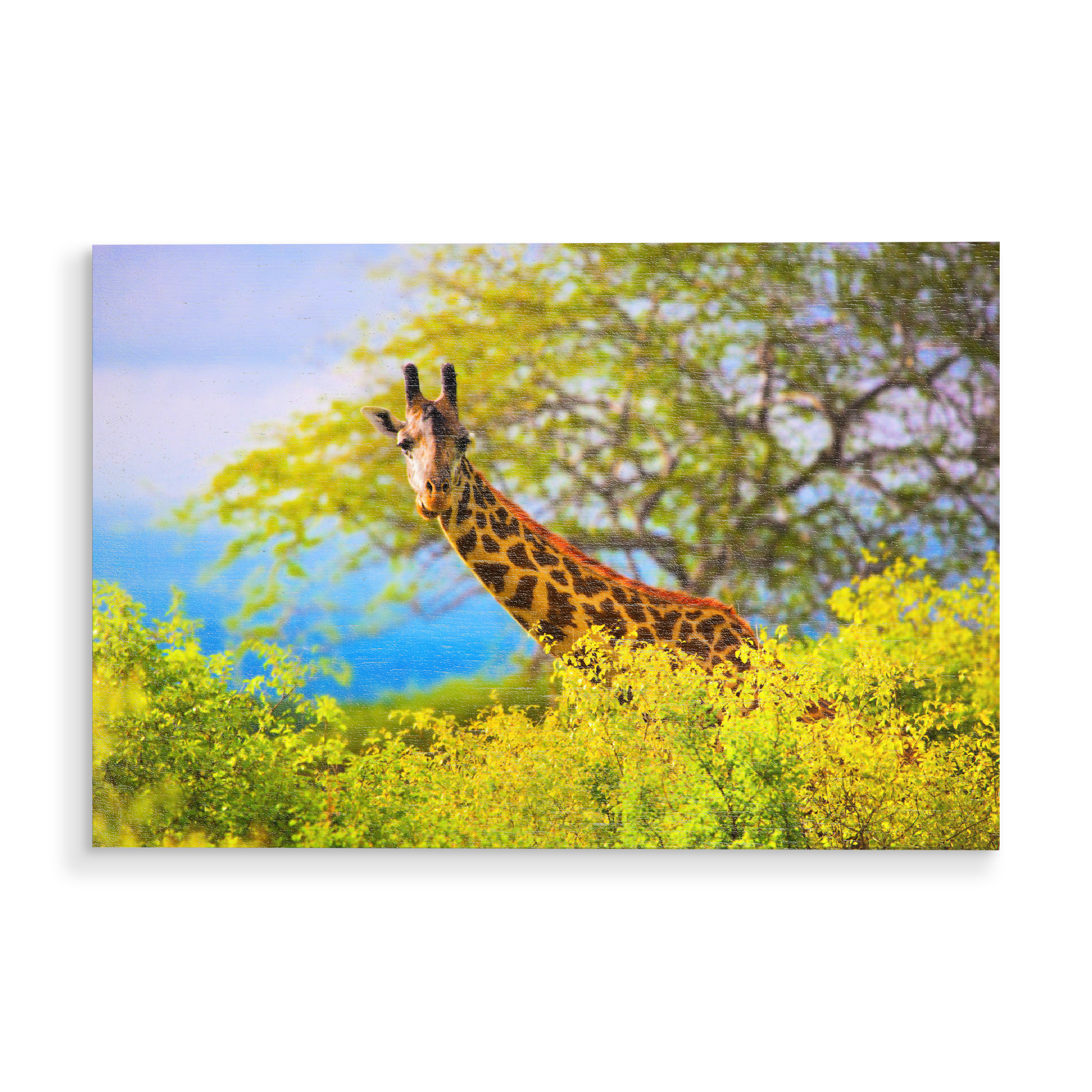 Holzbild "Giraffe in bush. Safari in Tsavo West, Kenya, Africa 2" artboxONE - Reise / Afrika - Giraffe,Tier,Afrika,Busch,Safari,Kenia