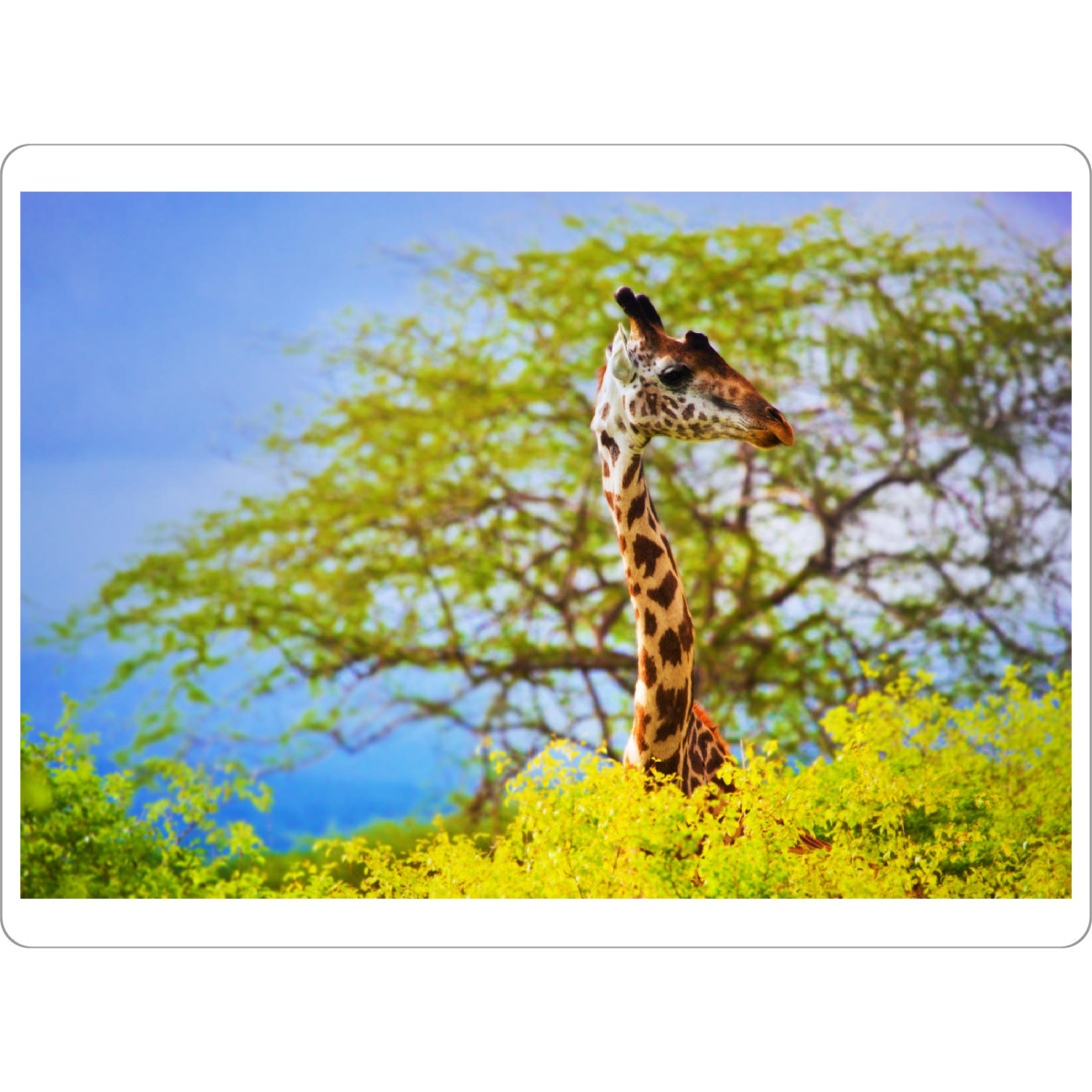 Tischset "Giraffe in bush. Safari in Tsavo West, Kenya, Africa" artboxONE - Reise / Afrika - Afrika,Busch,Safari,Savanne,Kenia,Giraffe,Tier