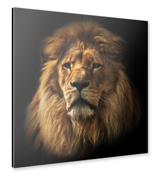 Alu-Dibond "Lion portrait with rich mane on black" 30x30 cm artboxONE