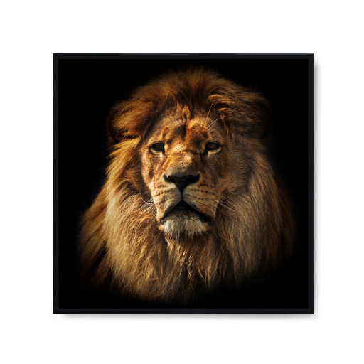 Lion portrait with rich mane on black