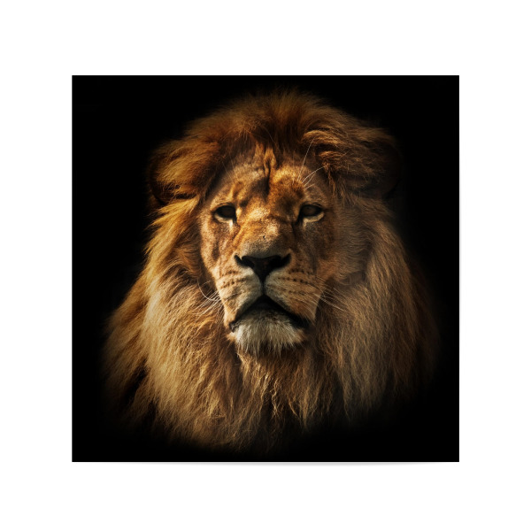 Poster 20x20 cm "Lion portrait with rich mane on black" artboxONE - Reise / Afrika