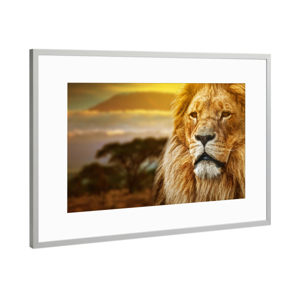 Poster mit Rahmen Silber "Lion portrait on savanna background and Mount Kilimanjaro" artboxONE - Reise / Afrika
