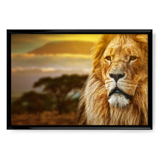 Lion portrait on savanna background and Mount Kilimanjaro