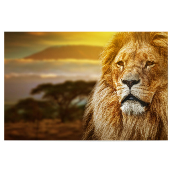 Poster "Lion portrait on savanna background and Mount Kilimanjaro" artboxONE - Reise / Afrika