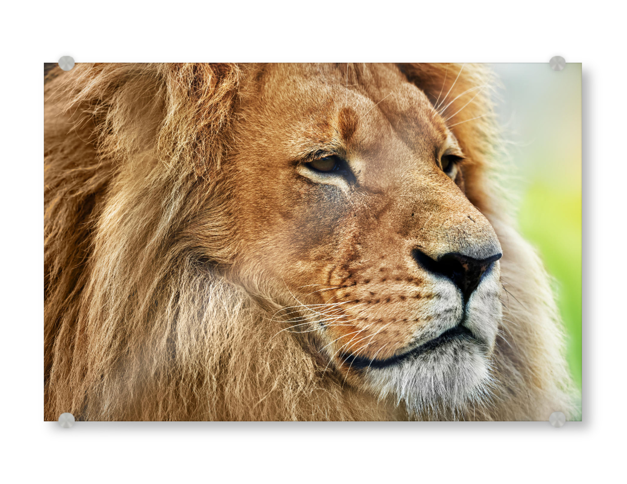 Acrylglasbild "Lion portrait with rich mane on savanna, safari" artboxONE - Tiere,Reise / Afrika
