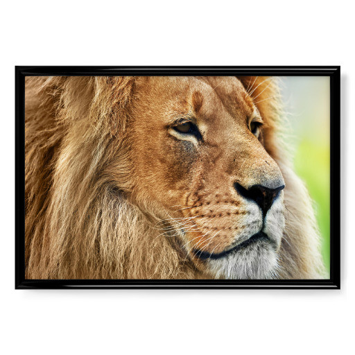 Lion portrait with rich mane on savanna, safari