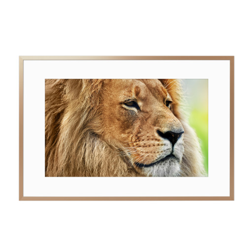 Lion portrait with rich mane on savanna, safari