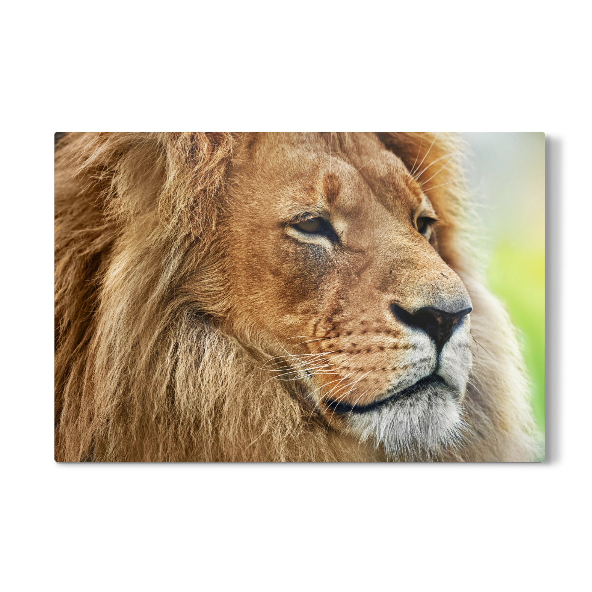 Galerie-Print "Lion portrait with rich mane on savanna, safari" 75x50 cm artboxONE