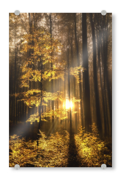 Acrylglasbild "Der Wald erwacht" artboxONE - Natur - Wald,Natur,Herbstwald,Sonne