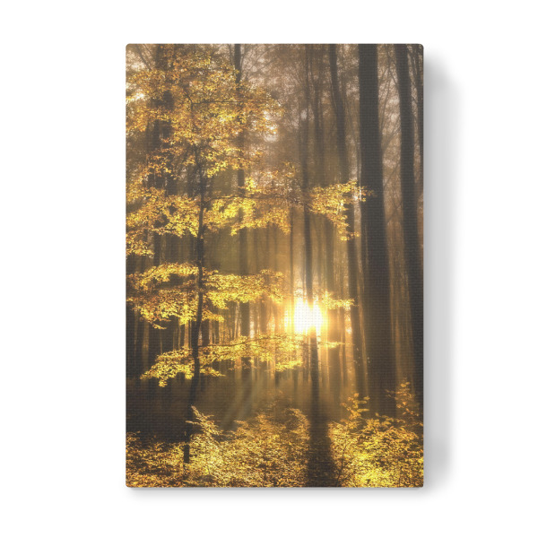 Leinwandbild "Der Wald erwacht" artboxONE - Natur - Wald,Natur,Herbstwald,Sonne