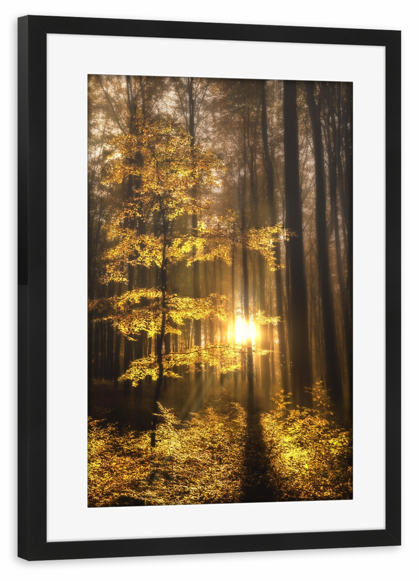 Poster mit Rahmen schwarz "Der Wald erwacht" artboxONE - Natur - Wald,Natur,Herbstwald,Sonne