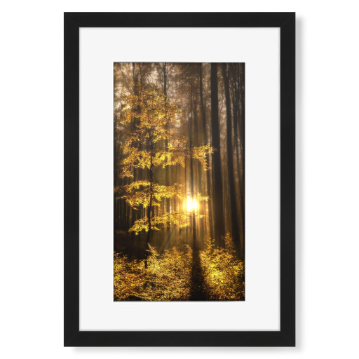 Der Wald erwacht