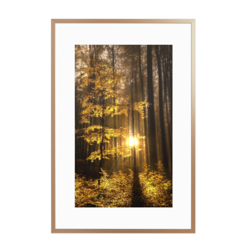 Der Wald erwacht