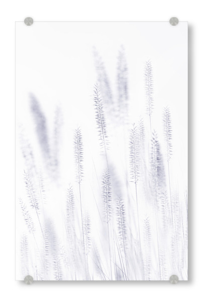 Acrylglasbild "Shade of Blade" artboxONE - Floral,Abstrakt,Schwarzweiß - Makro,Grashalme