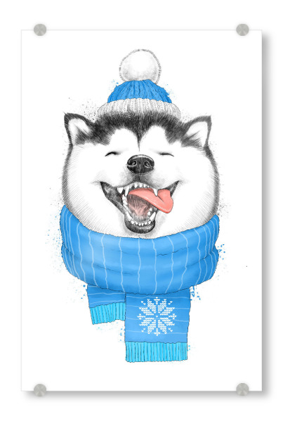Acrylglasbild "Happy husky" artboxONE - Natur,Tiere,Fashion