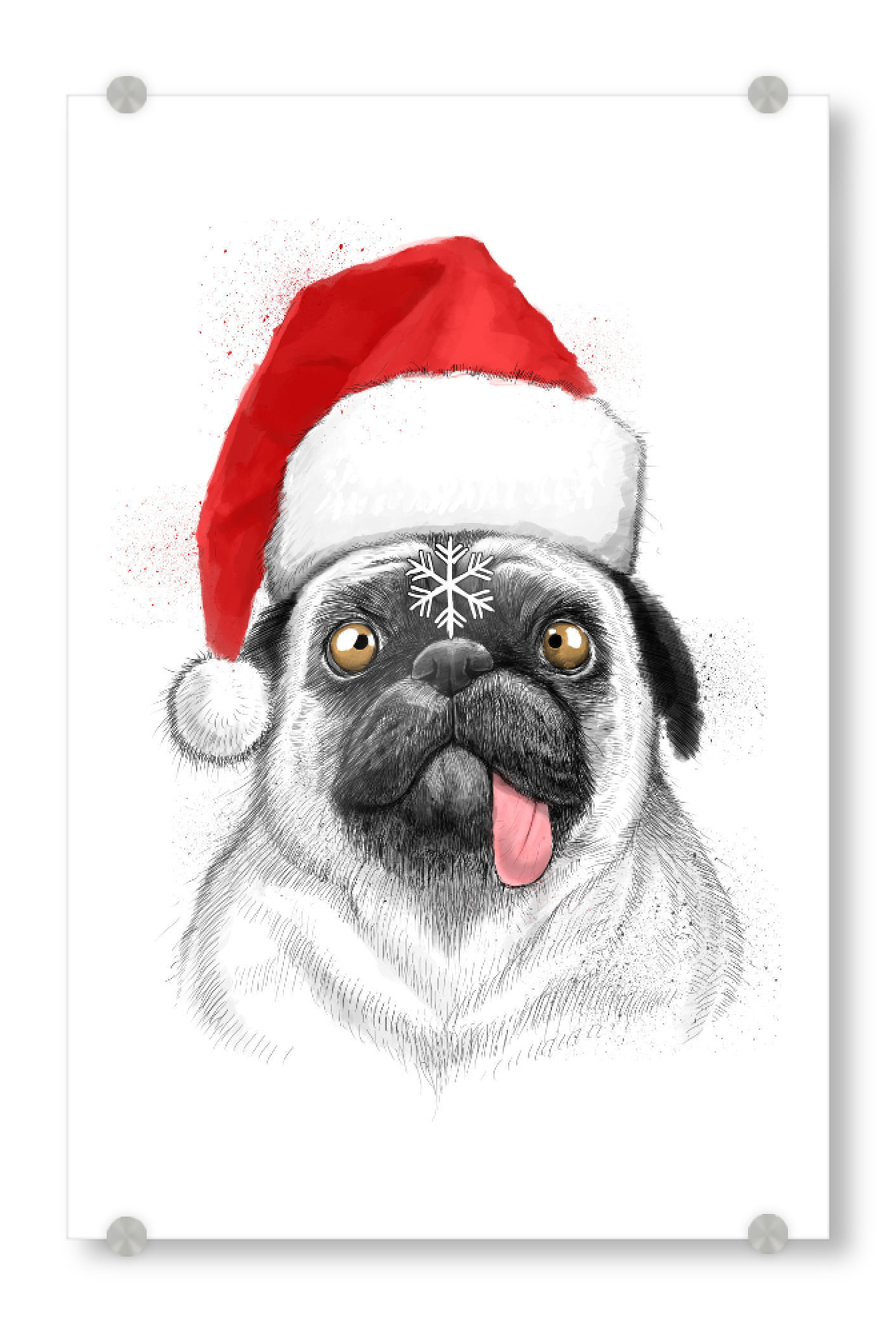 Acrylglasbild "Сhristmas pug" artboxONE - Natur,Tiere,Fashion