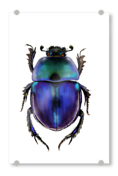 Acrylglasbild "Käfer" artboxONE - Natur,Tiere - Bug,Insekten,Käfer,Atur,Iere,Aladdin