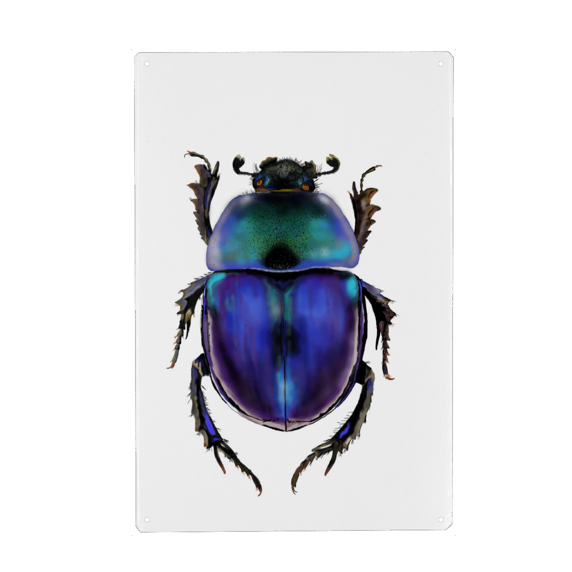 Metall Poster "Käfer" artboxONE - Natur,Tiere - Bug,Insekten,Käfer,Atur,Iere,Aladdin - Blechschild