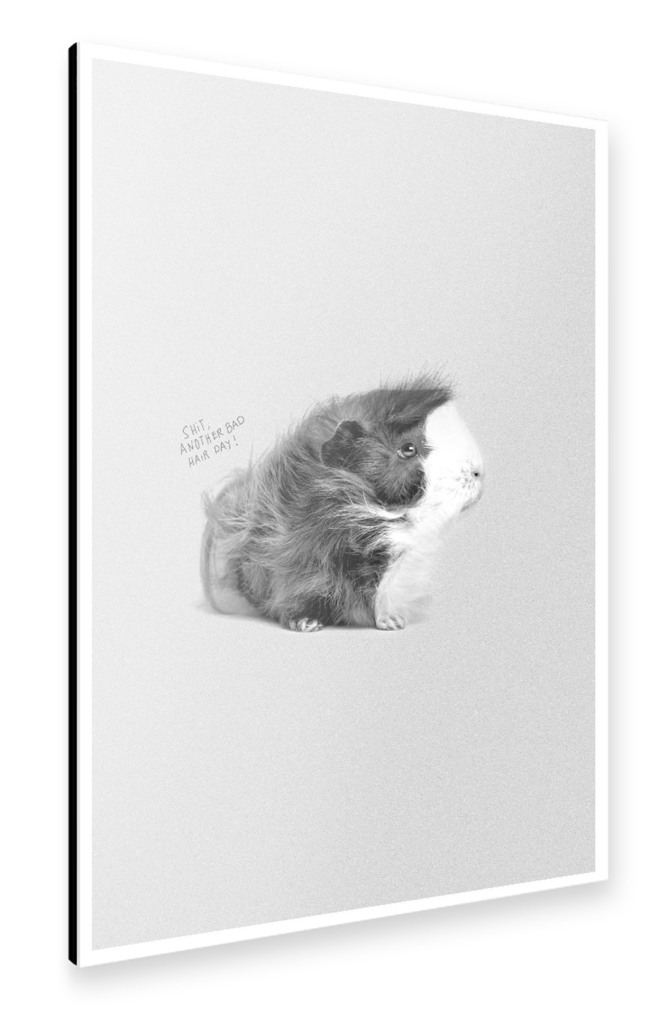 Alu-Dibond "Cavy Hair" 75x50 cm artboxONE