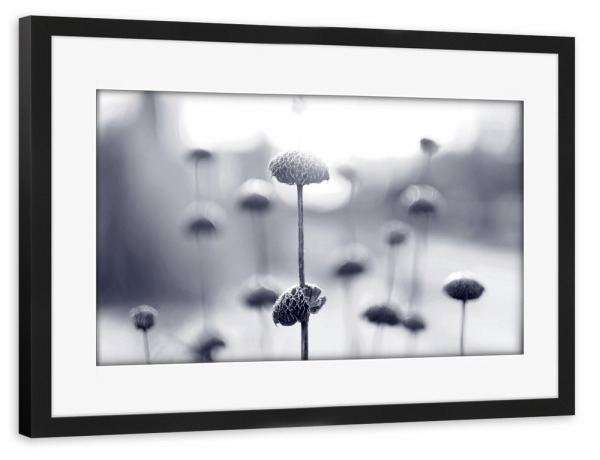 Poster mit Rahmen schwarz "Wintermorgen" artboxONE - Natur,Floral,Schwarzweiß - Winterstimmung,Makroaufnahme,Pflanzen,Schwarzweiß,Morgen,Blumen