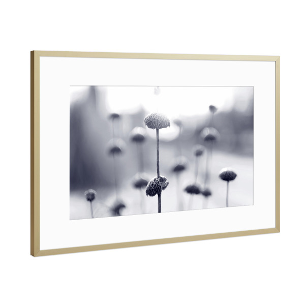 Poster mit Rahmen Gold "Wintermorgen" artboxONE - Natur,Floral,Schwarzweiß - Winterstimmung,Makroaufnahme,Pflanzen,Schwarzweiß,Morgen,Blumen