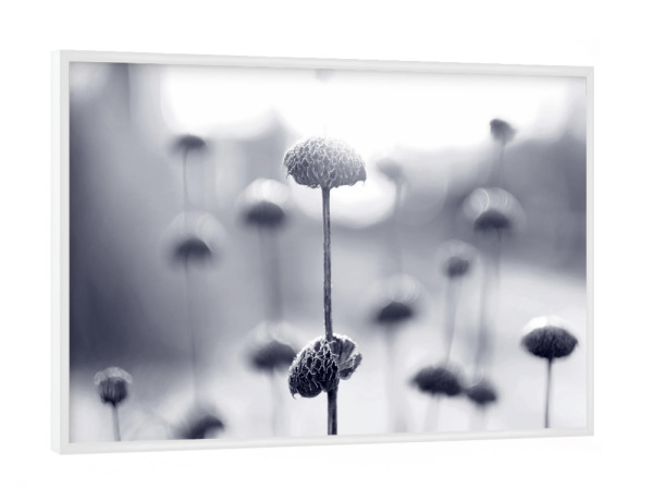 Poster mit weißem Rahmen "Wintermorgen" artboxONE - Natur,Floral,Schwarzweiß - Winterstimmung,Makroaufnahme,Pflanzen,Schwarzweiß,Morgen,Blumen