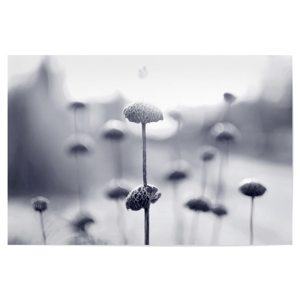 Poster 30x20 cm "Wintermorgen" artboxONE - Natur,Floral,Schwarzweiß - Winterstimmung,Makroaufnahme,Pflanzen,Schwarzweiß,Morgen,Blumen