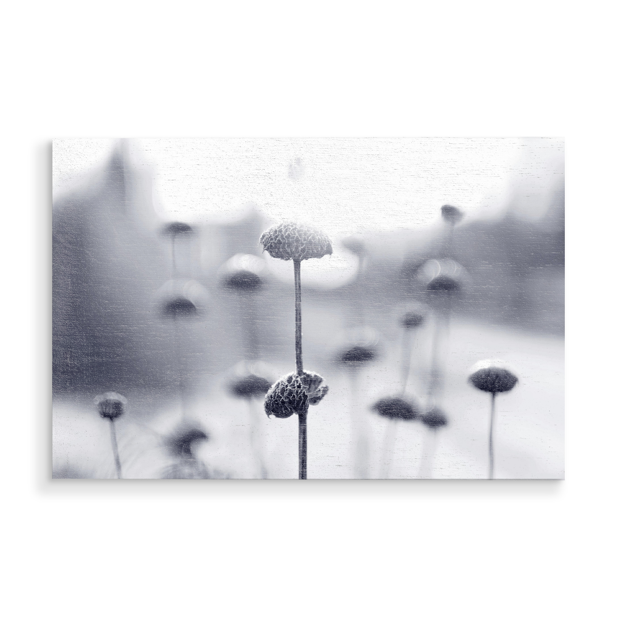 Holzbild "Wintermorgen" artboxONE - Natur,Floral,Schwarzweiß - Winterstimmung,Makroaufnahme,Pflanzen,Schwarzweiß,Morgen,Blumen